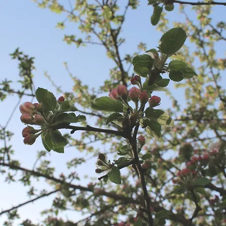 Woidblick Appartamento Drachselsried